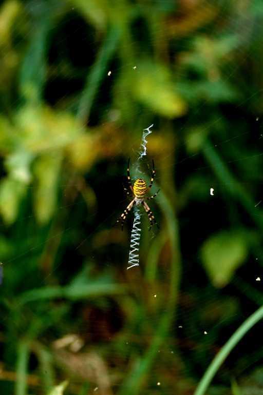 Argiope_bruennichi_P1499_Z_83_Les Gris_Frankrijk.jpg